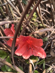 Rhododendron farrerae