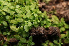 Callitriche terrestris