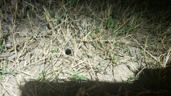 Myrmekiaphila comstocki