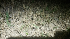 Myrmekiaphila comstocki