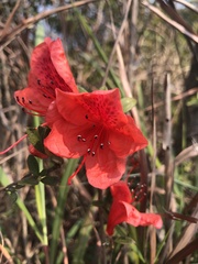 Rhododendron farrerae