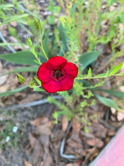 Linum grandiflorum
