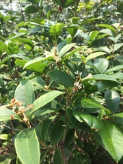 Osmanthus
