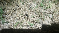 Myrmekiaphila comstocki