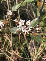 Rhododendron farrerae