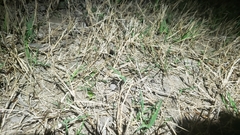 Myrmekiaphila comstocki