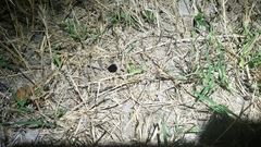 Myrmekiaphila comstocki