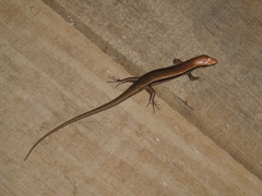 Notomabuya frenata
