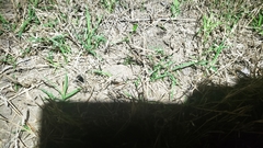 Myrmekiaphila comstocki