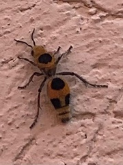 Dasymutilla cressoni