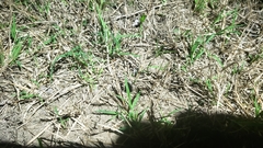 Myrmekiaphila comstocki