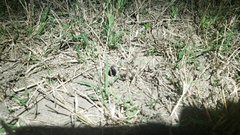 Myrmekiaphila comstocki