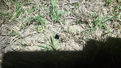 Myrmekiaphila comstocki