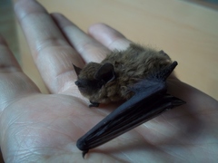 Pipistrellus