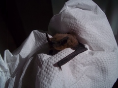 Pipistrellus