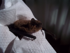 Pipistrellus