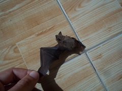 Pipistrellus