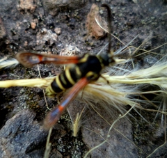 Synanthedon