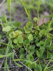 Dichondra occidentalis