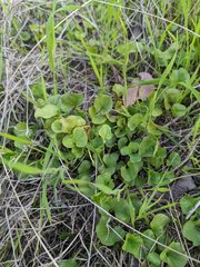 Dichondra occidentalis