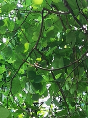 Aegithalos concinnus