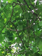 Aegithalos concinnus