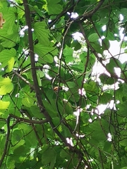 Aegithalos concinnus