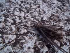 Psychidae