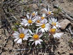 Townsendia florifera