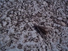 Psychidae