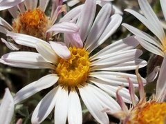 Townsendia florifera
