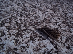 Psychidae