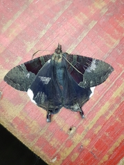 Coronidia leachi