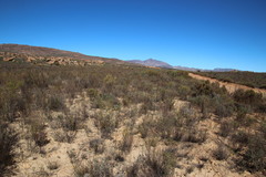 Aspalathus tridentata