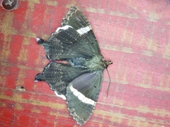 Coronidia leachi