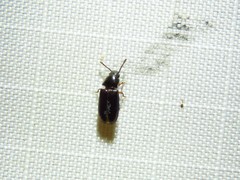 Pharaxonotha kirschii