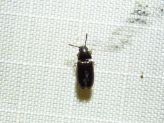 Pharaxonotha kirschii