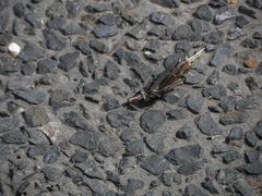 Psychidae