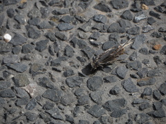 Psychidae