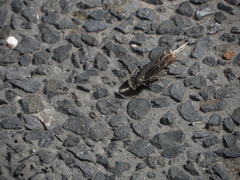 Psychidae
