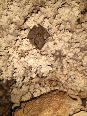 Craugastor yucatanensis