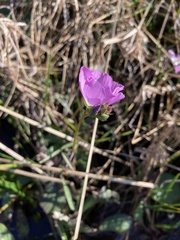 Sidalcea calycosa