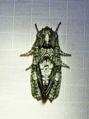 Copivaleria grotei