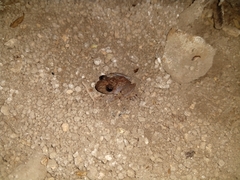 Craugastor yucatanensis