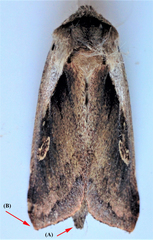 Bellura densa