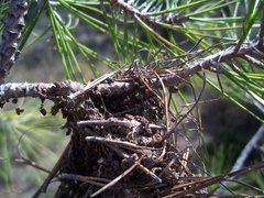 Thaumetopoea wilkinsoni