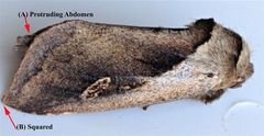 Bellura densa