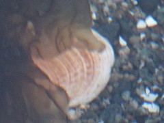 Clinocardium nuttallii