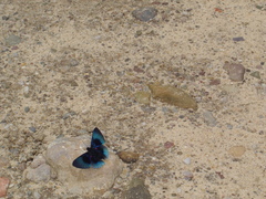 Lyropteryx apollonia