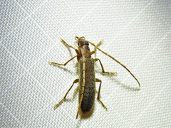 Sparedrus aspersus
